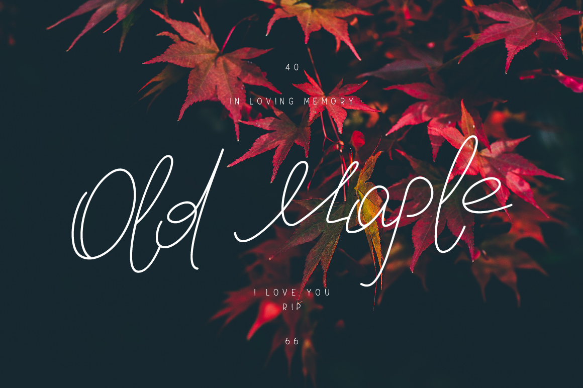 Old Maple: A Designer’s Review for Real Projects